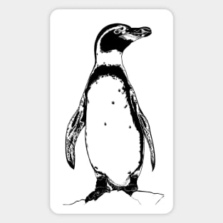 African penguin Magnet